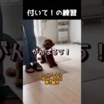 ヒールポジション「付いて」の練習 #トイプードル #犬のしつけ