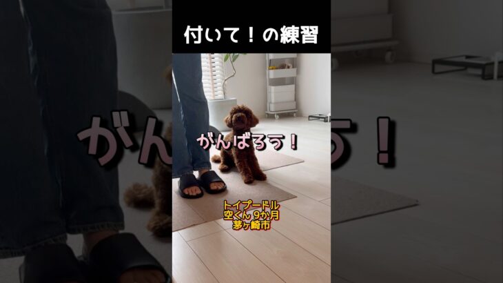 ヒールポジション「付いて」の練習 #トイプードル #犬のしつけ