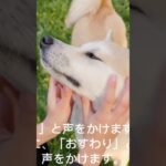 ④【初心者向】おすわりの教え方#おすわり  #しつけ #子犬のしつけ #犬のいる生活