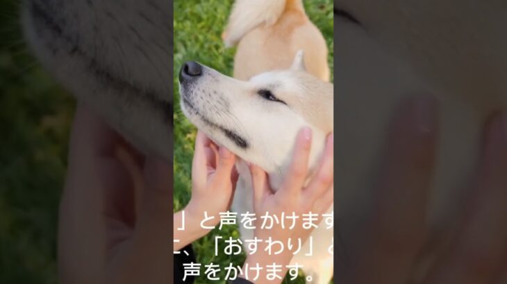 ④【初心者向】おすわりの教え方#おすわり  #しつけ #子犬のしつけ #犬のいる生活