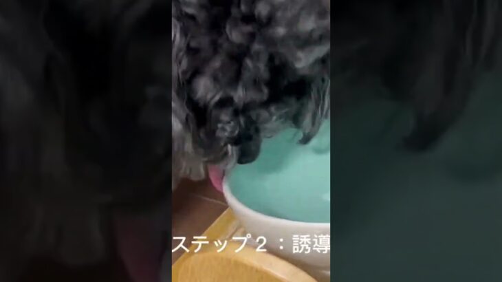 ③【初心者向】おすわりの教え方#おすわり  #しつけ #子犬のしつけ #犬のいる生活