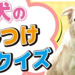 【子犬】最初に知っておきたいしつけポイントをクイズ形式でお送りします！！