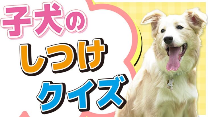 【子犬】最初に知っておきたいしつけポイントをクイズ形式でお送りします！！