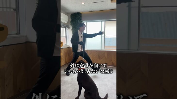 犬の引っ張り癖はどうすればいい？