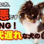 その飼い方、最悪です！今すぐ見直すべき犬のしつけ法