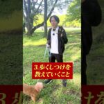 散歩で拾い食いをさせないためのしつけ法