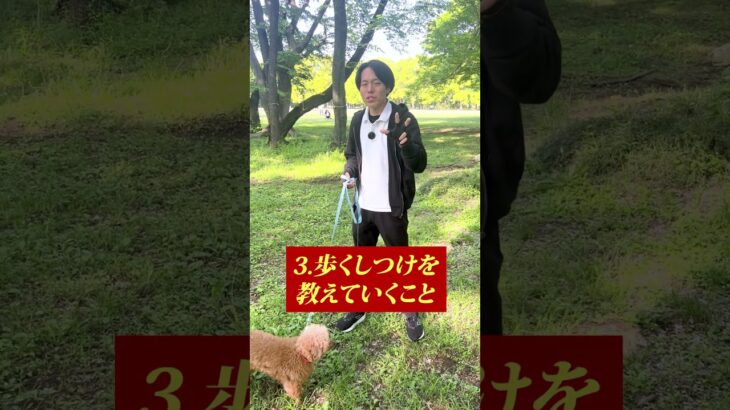 散歩で拾い食いをさせないためのしつけ法