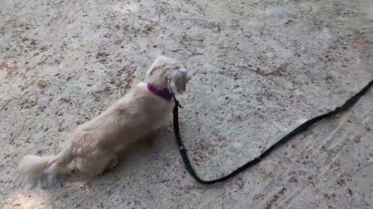 犬の幼稚園 にこまるくんとトレーニング
