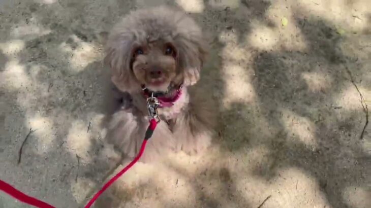 犬の幼稚園 アンジュちゃんとトレーニング