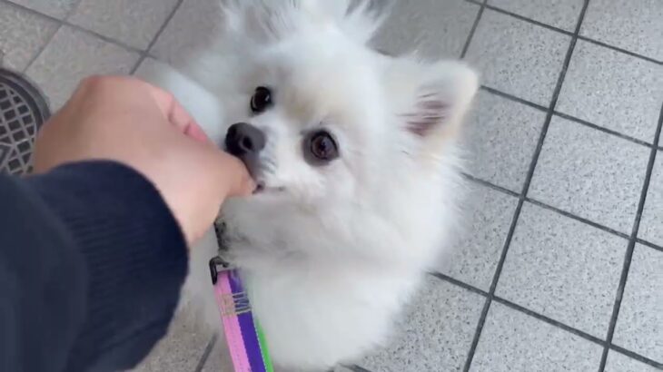 犬の幼稚園 ユパくんとトレーニング