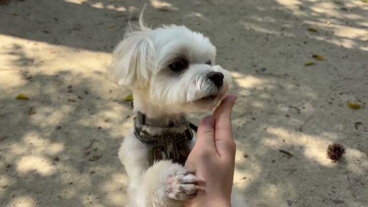 犬の幼稚園 源くんとトレーニング