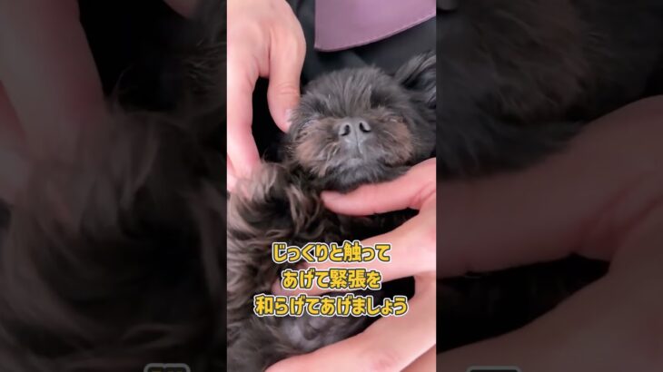 ドッグトレーナーさんが仰向け抱っこをする理由が詰まった動画です