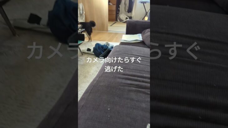 逃げないで！#豆柴#可愛い犬動画 #しつけ ＃黒柴