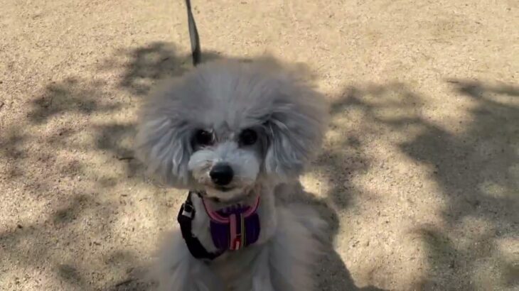 犬の幼稚園 シエルちゃんとトレーニング