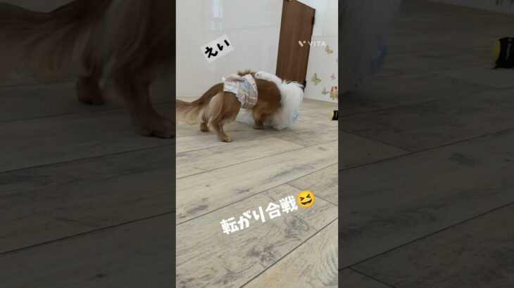 転がり遊び♪ #こいぬ #しつけ#ダックスフンド#マルチーズ