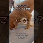成犬のトイレに入る練習 #トイプードル #犬のしつけ #トイレトレーニング