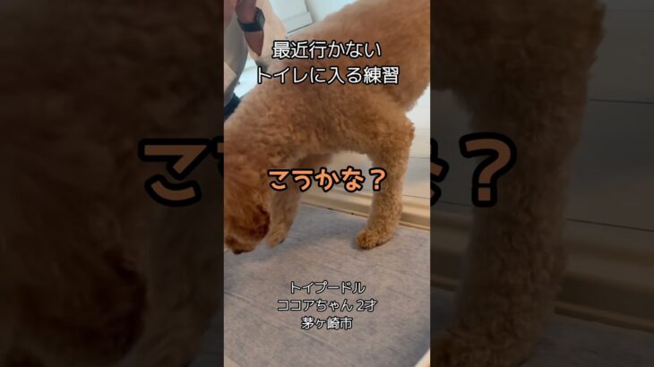 成犬のトイレに入る練習 #トイプードル #犬のしつけ #トイレトレーニング