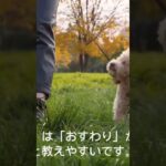 ②【初心者向け】ふせの教え方 #犬のいる生活 #愛犬 #ボーダーコリー #可愛い #癒し #子犬 #しつけ