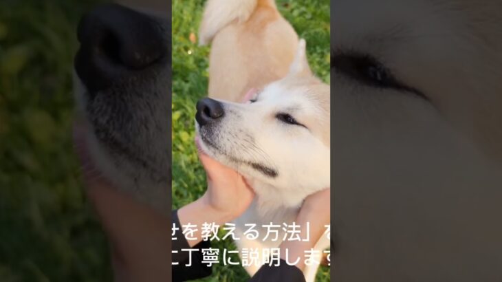 ①【初心者向け】ふせの教え方 #犬のいる生活 #愛犬 #ボーダーコリー #可愛い #癒し #子犬 #しつけ