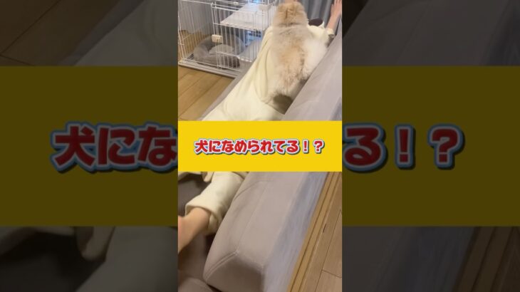 犬になめられてるって思ったことある？ #ドッグトレーニング #犬のしつけ  #犬のいる暮らし
