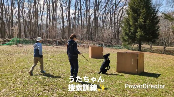うたちゃん(ラブラドールレトリバー)捜索訓練