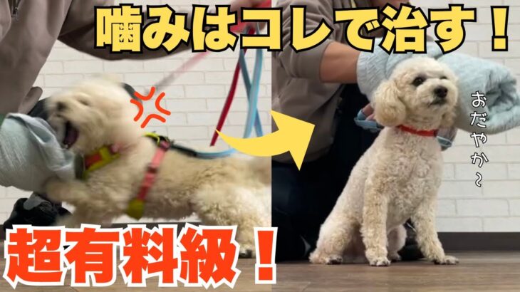 【噛み】噛む子が噛まなくなるまでのトレーニング〜行った練習を紹介！〜