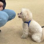 犬の幼稚園 空ちゃんとトレーニング