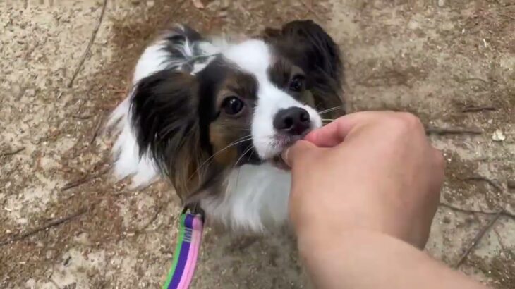 犬の幼稚園 ノエルくんとトレーニング