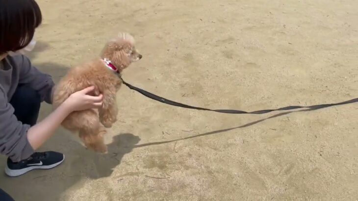 犬の幼稚園 ぴっぴちゃんとトレーニング