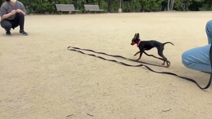 犬の幼稚園 古都ちゃんとトレーニング