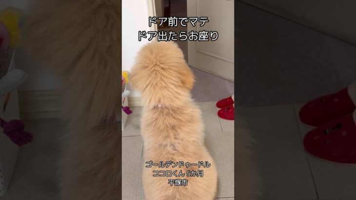 ドア前後におすわりマテ #待て #犬のしつけ #ゴールデンドゥードル #パピー
