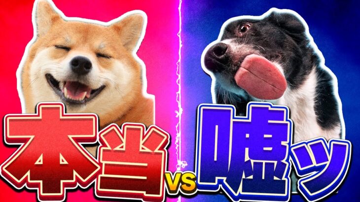 【犬の噂】犬は本当に飼い主に似るの？驚きの事実！これって本当？？