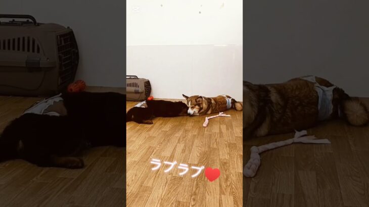 ワンちゃんのイチャイチャタイム#こいぬ #しつけ #コーギー#ミックス犬
