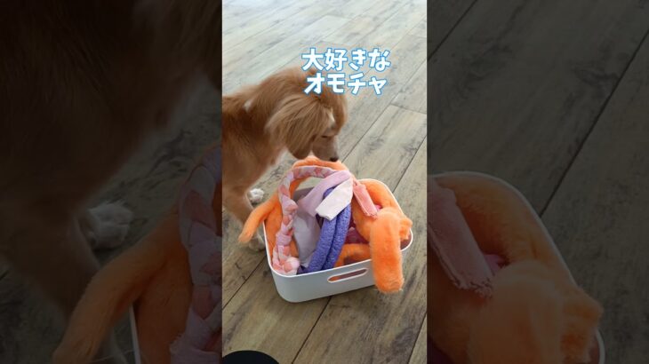 大好きなオモチャで😀🏫#こいぬ #柴犬 #トイプードル #しつけ方 #可愛い