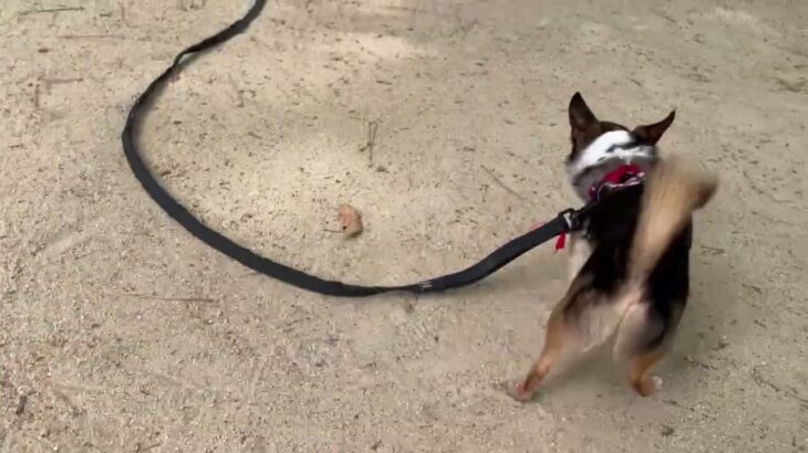 犬の幼稚園 のあくんとトレーニング