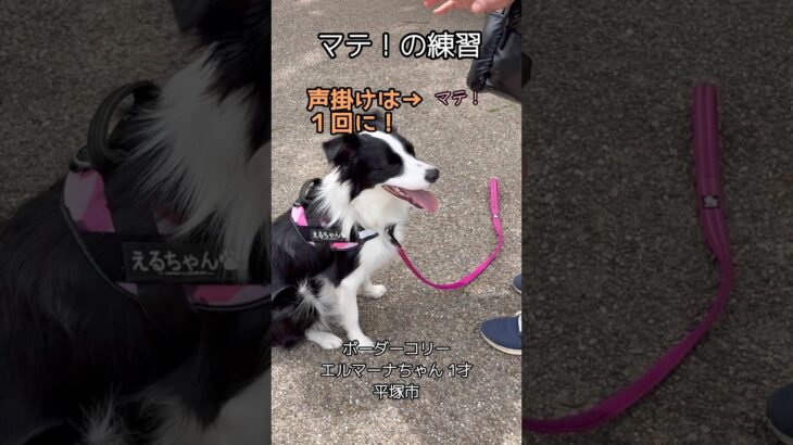 【マテの教え方】　#ボーダーコリー #待て #犬のしつけ