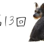 【犬のしつけ】しつけの必要性について語る