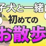【子犬のしつけ】実践♪子犬と初めてのお散歩練習！