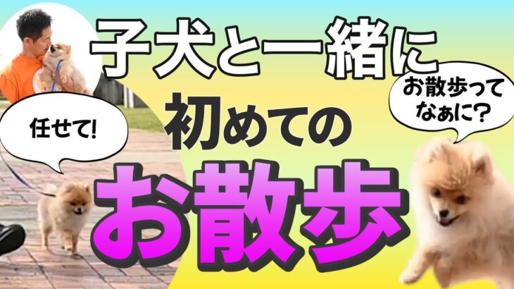 【子犬のしつけ】実践♪子犬と初めてのお散歩練習！