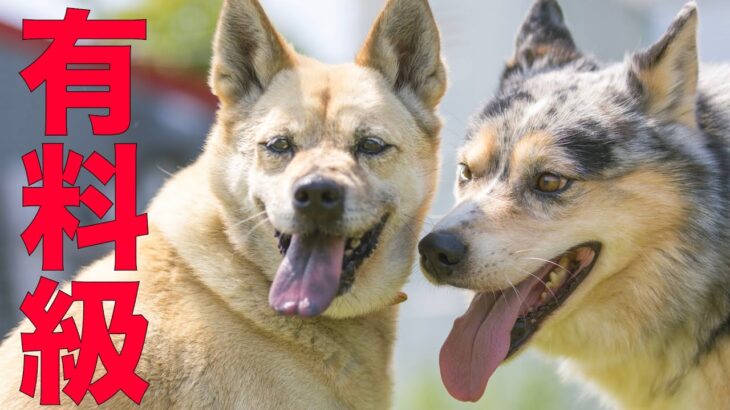 【ストレスのないドッグライフ】子犬・成犬・野犬の迎え入れと躾け方法