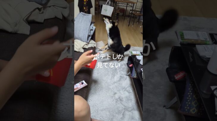 待て待て待て（笑）#豆柴#可愛い犬動画 #豆柴しつけ #柴犬