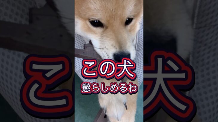 成敗完了🫡　#犬　#動物　#しつけ
