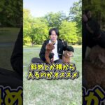 犬同士の挨拶で気をつけるべきことは?