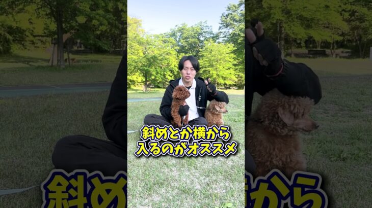 犬同士の挨拶で気をつけるべきことは?