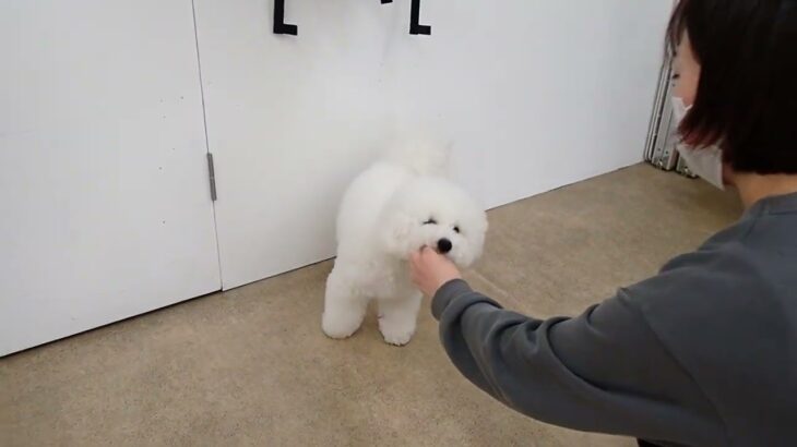 犬の幼稚園 ローヌくんとトレーニング