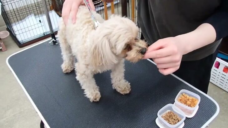 犬の幼稚園 ルークくんとトレーニング