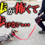 お散歩が怖くて歩けない犬をプロがしつけ改善【プロドッグトレーナー解説】