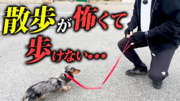 お散歩が怖くて歩けない犬をプロがしつけ改善【プロドッグトレーナー解説】