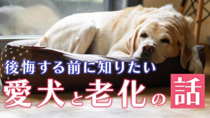 【シニア犬】健康でいて欲しいからこそ知っておきたい重要なコト【質問】