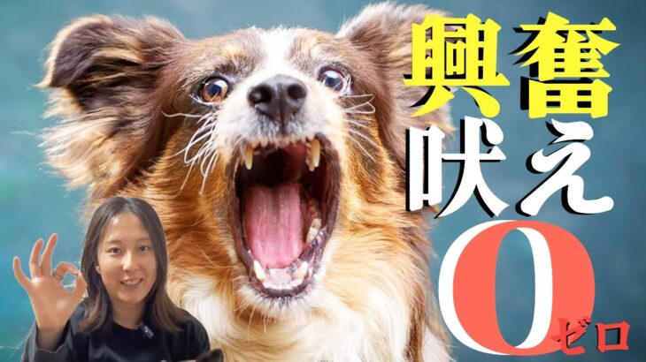 【興奮ゼロ】犬が吠えた時の“本当”の落ち着かせ方をご紹介